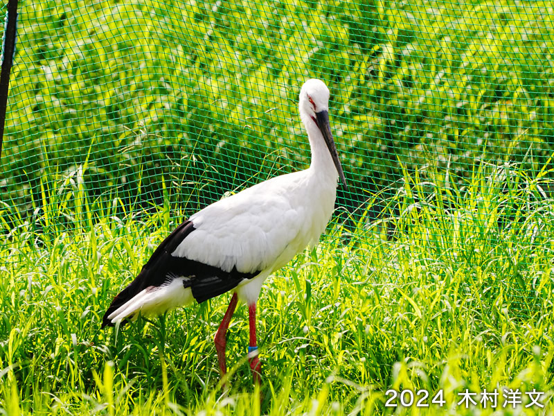 Creating a local environment taught by storks who have returned to the wild
