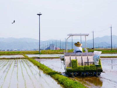 學習東方白鸛飼耕法與稻米收割體驗