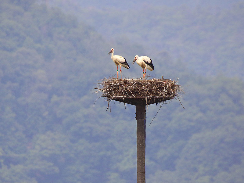 Stork Tourism 'EN' Journey to discover the stories of the Oriental White Stork