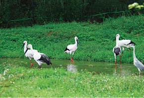 Hyogo park of the oriental
White stork